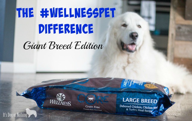 Do you feel completely comfortable with the food you are feeding your giant breed dog? While we feed a rotation diet that includes "all life stages" foods, large breed formulas are great for peace of mind about nutrients. Check out our preferred large breed formula!