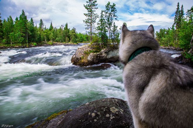 Сказочные хаски в фотографиях