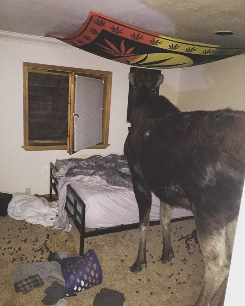 21. У всех свои соседи по комнате смешные ситуации, фото, что здесь происходит, юмор