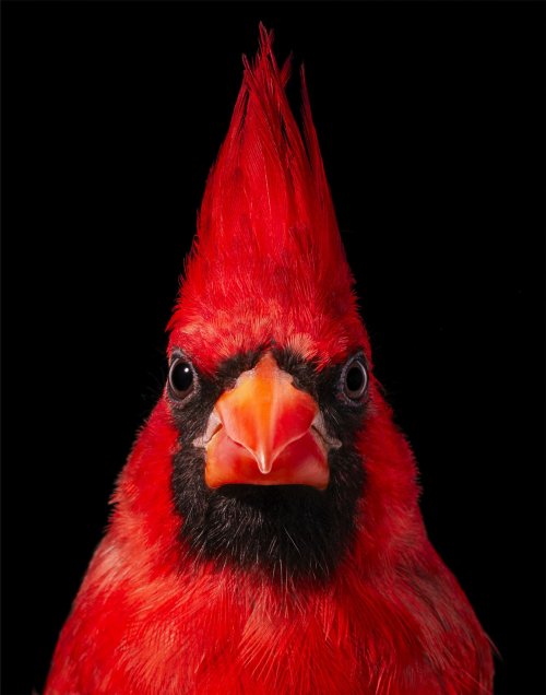 Красочные портреты необычных и исчезающих птиц в фотопроекте Тима Флэка исчезновение,мир,природа,птицы,редкость