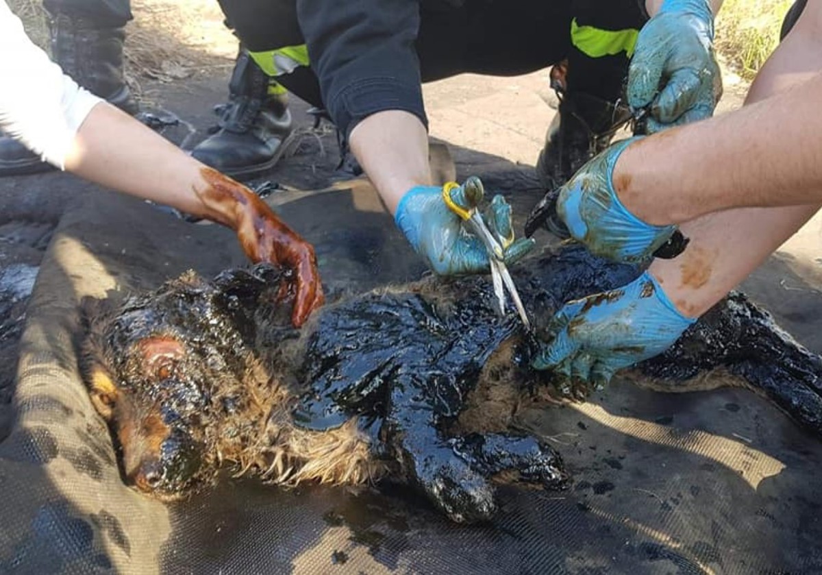 Застрявший в гудроне пес был чудом спасен людьми животные,зверюшки