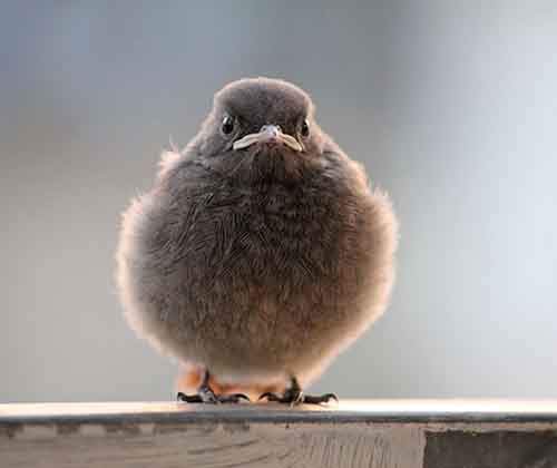 Ми-ми-ми наоборот: Когда животное не в духе животные,фото