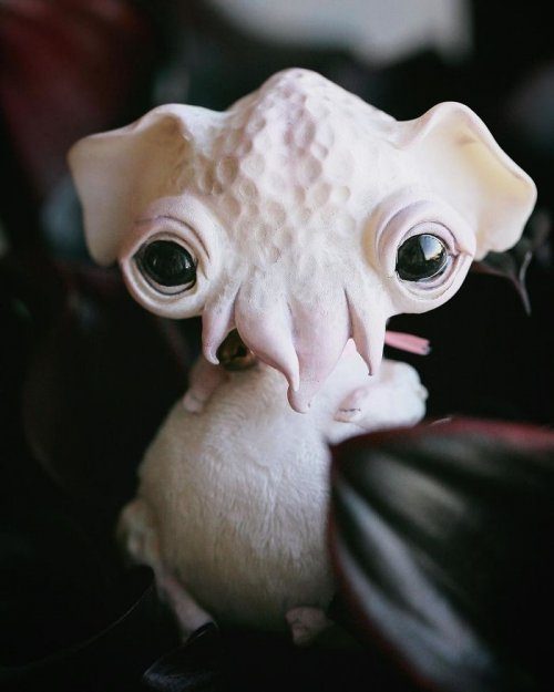 Новые фантастические герои от Анны Назаренко игрушки