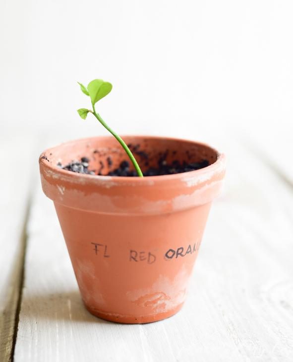 Декупаж кашпо своими руками декупаж,рукоделие,своими руками