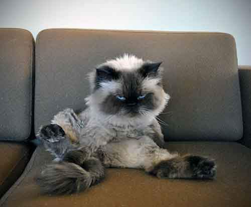 Ми-ми-ми наоборот: Когда животное не в духе животные,фото