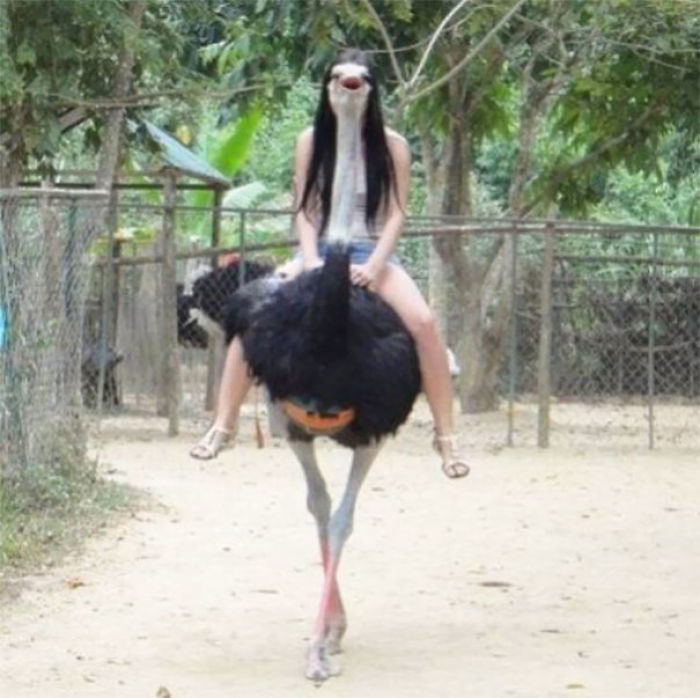 Miss Ostrich