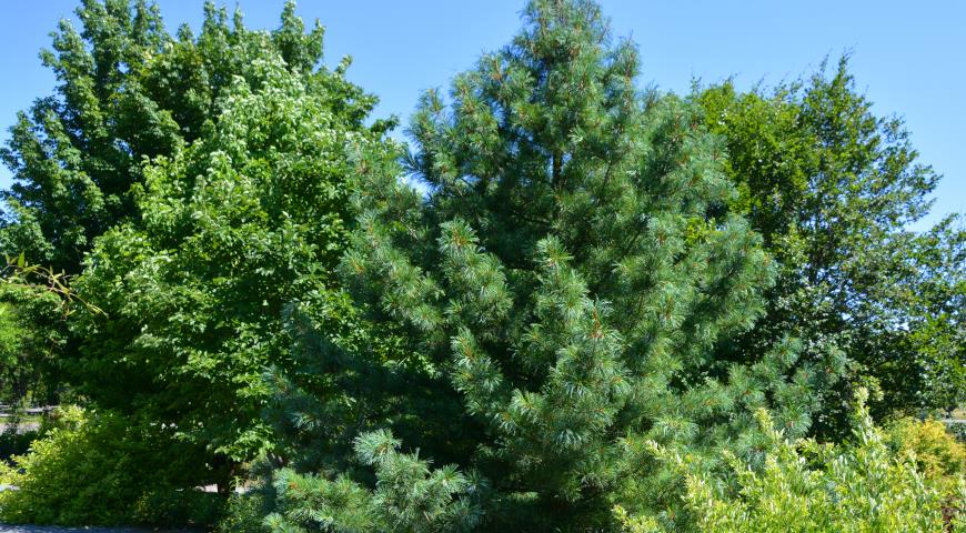7 видов сосен, которые отлично подходят для сада Pinus, кроной, кедровая, более, горная, хвоей, сосен, дерево, обыкновенная, очень, видов, сосны, высотой, кустарник, декоративных, сосна, веймутова, выносит, sylvestris, ветвями