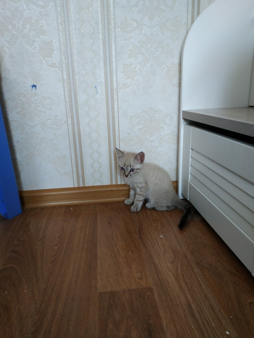 котенок в углу