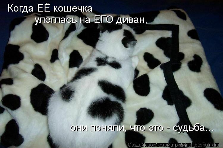 Котоматрица: Когда ЕЁ кошечка улеглась на ЕГО диван, они поняли, что это - судьба...