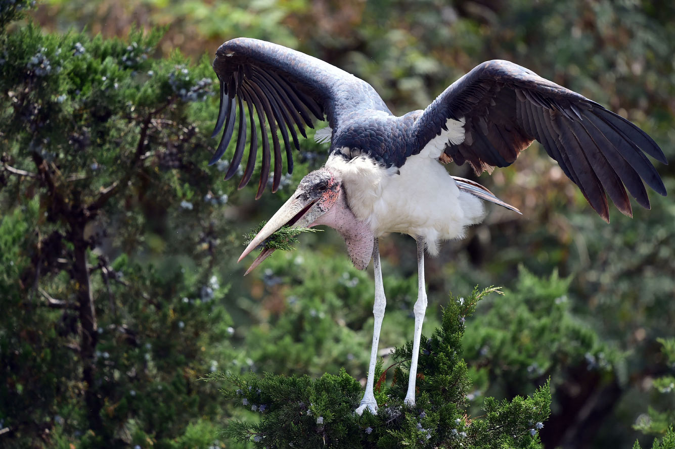 Кто такие птицы природа,Путешествия,фото