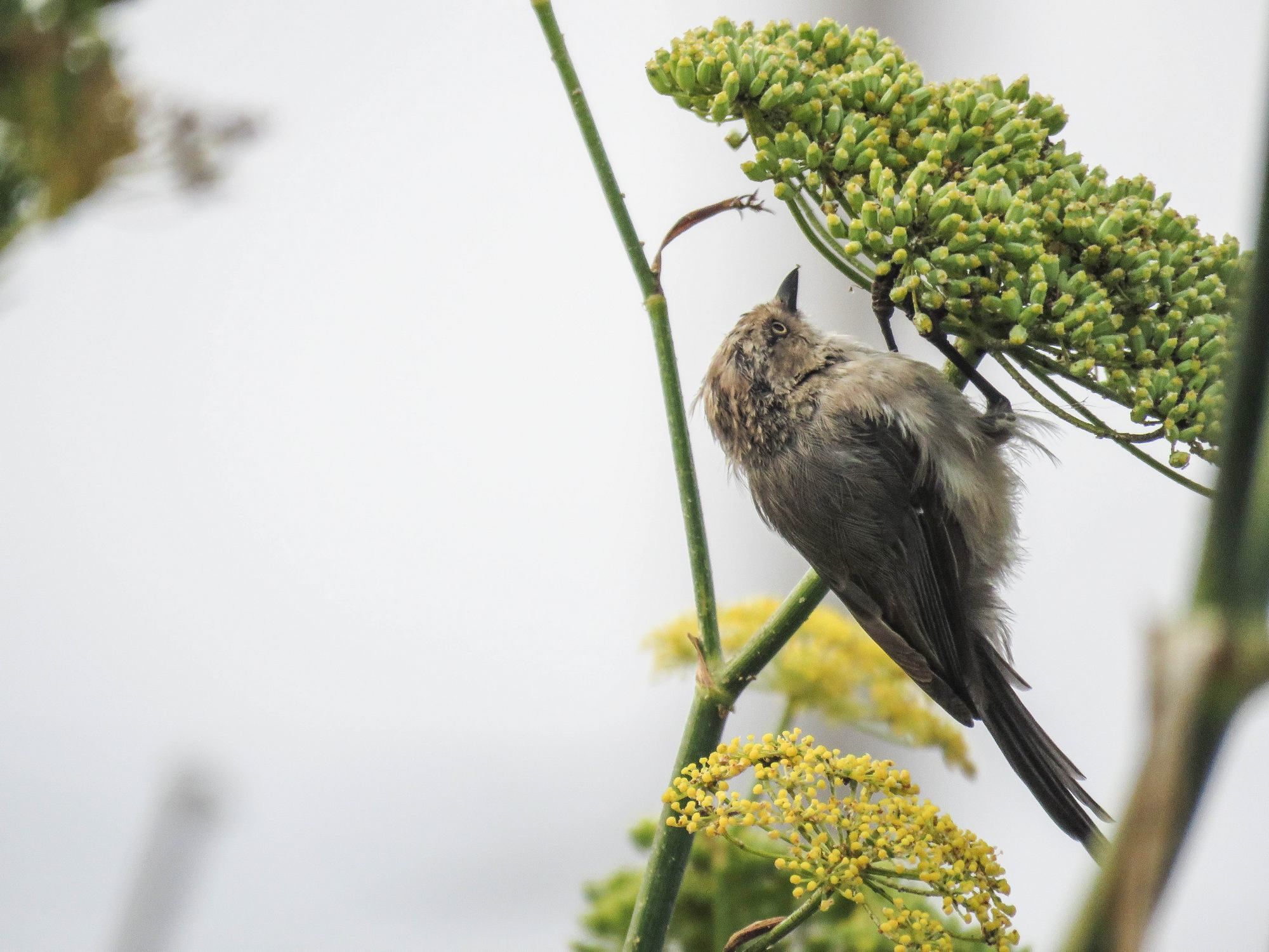 Темношапочная кустарниковая синица  (лат. Psaltriparus minimus) 