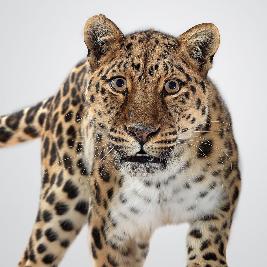 Портреты больших кошек фотографа Perou 