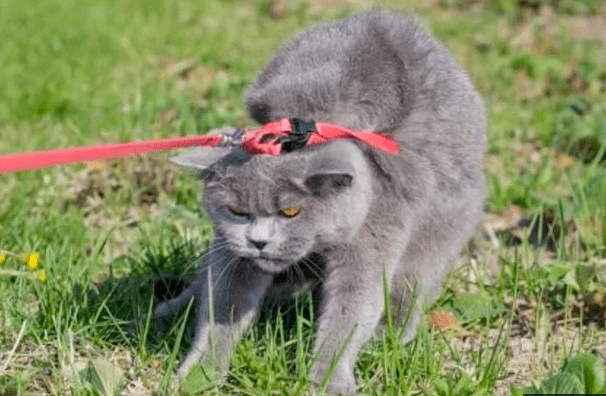 Нужно ли выгуливать кошек на поводке: мнение американских ученых