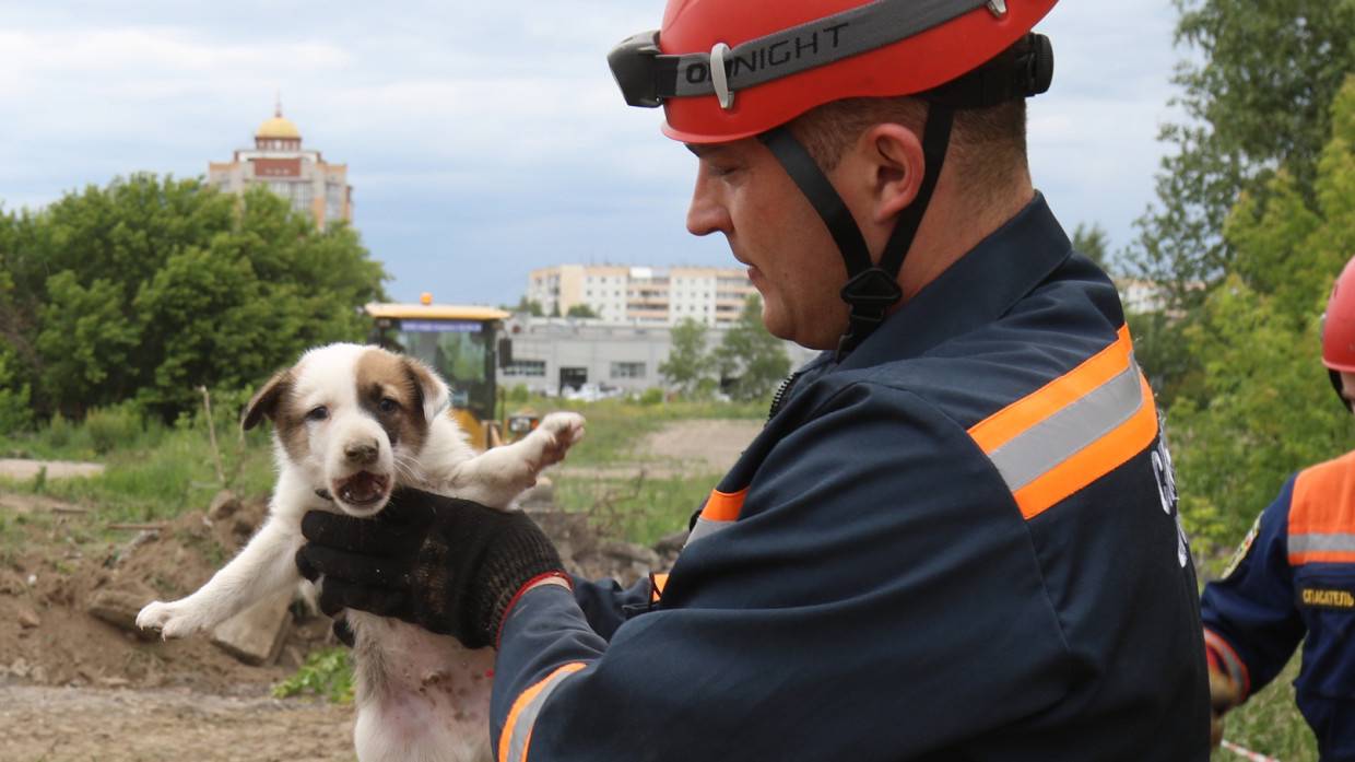 Московские спасатели в 2021 году выручили из беды более 500 животных Общество