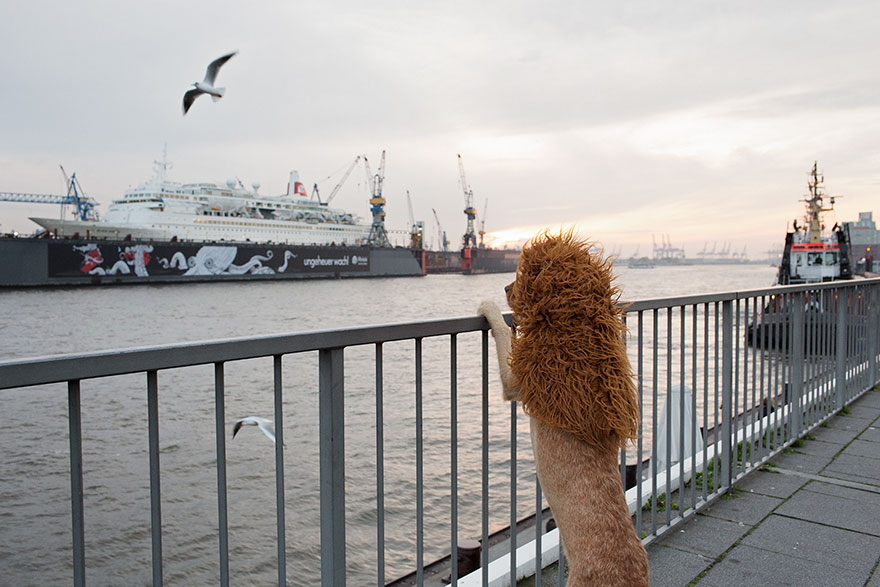 бездомная собака превратилась в льва