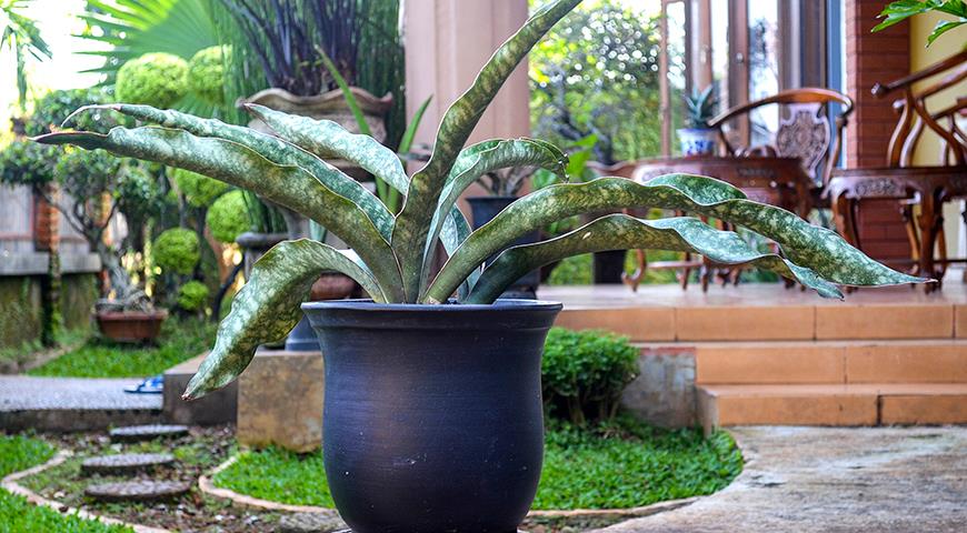 Сансевьера, щучий хвост или тещин язык - самое неубиваемое растение для вашего дома комнатные растения,цветоводство