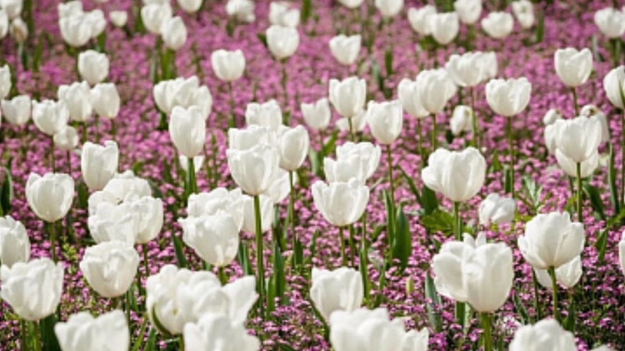 Власти Петербурга проработают вопрос о создании садов непрерывного цветения