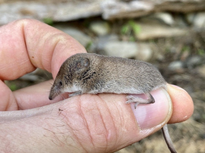 Землеройка, как и мыши может нанести существенный вред. \ Фото: scenichudson.org.