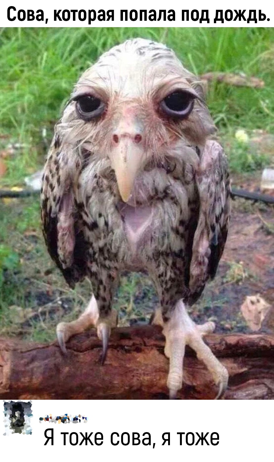 Убойные комментарии из соц.сетей Убойные комментарии из соц.сетей