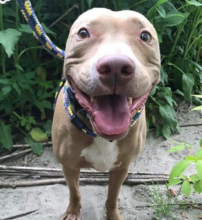 Пес на поводке