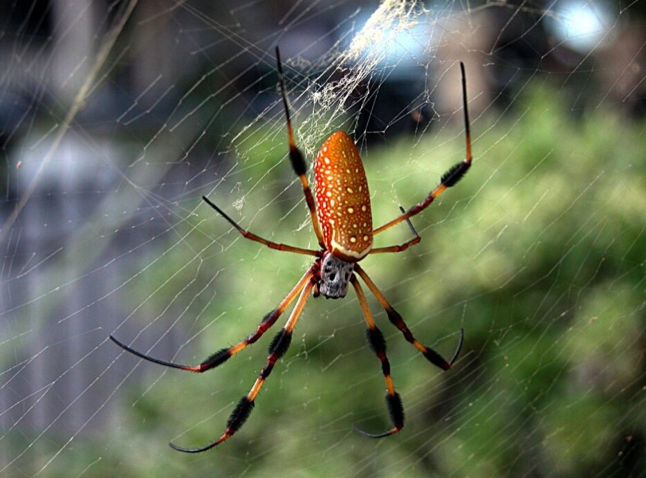 Nephila (источник https://spideridentifications.com/wp-content/uploads/2019/04/Nephila-Clavipes-1024x768.jpg)