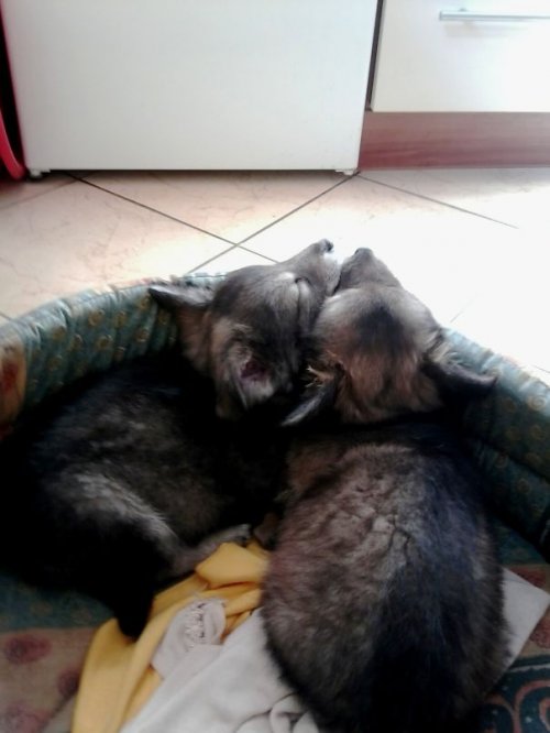Смешные собаки, которые делают странные вещи (22 фото)