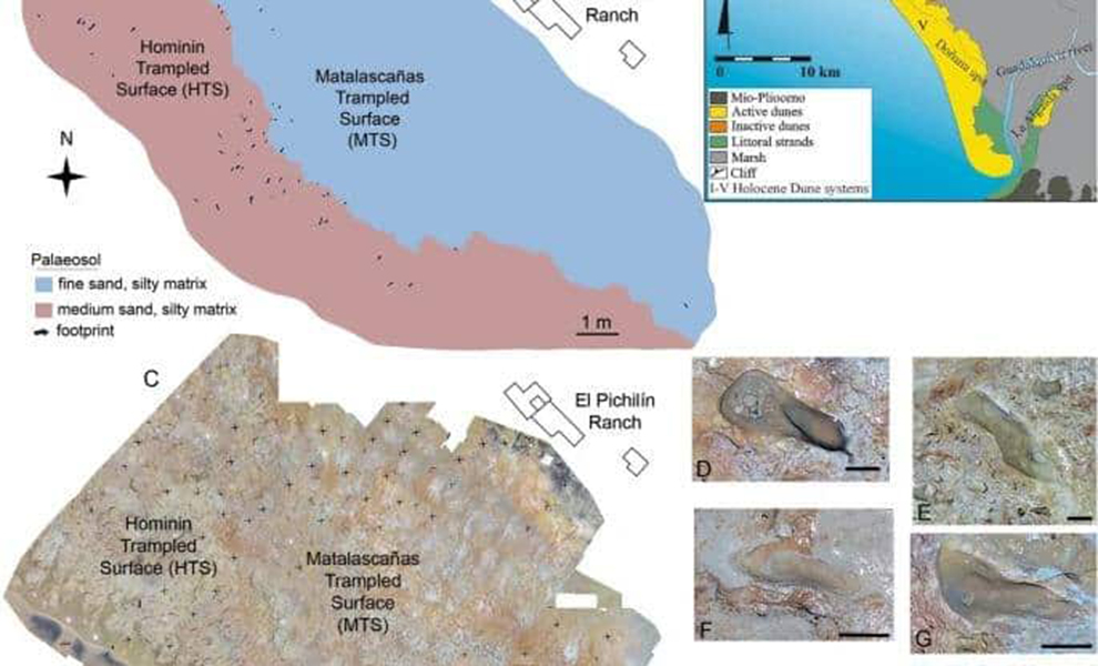 След чужого. На испанском пляже нашли отпечаток ноги возрастом 300 тысяч лет: его оставил не человек Культура