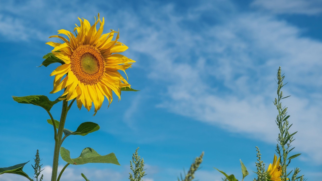 Минэкономразвития заявило об эффективности пошлины на экспорт подсолнечника