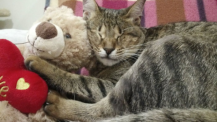 три слепых бездомных кошки нашли дом 