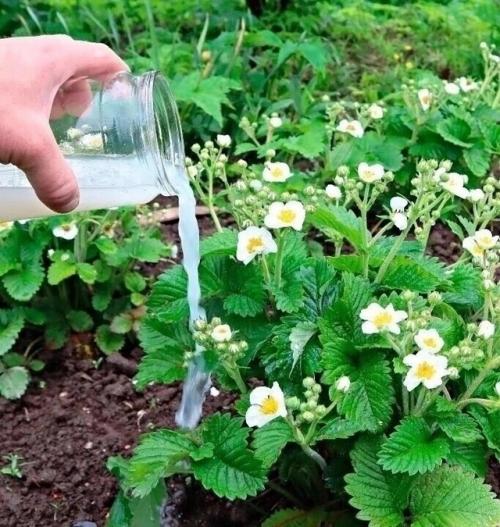 Когда цветёт клубника, не забудьте подкормить её этим простым, но очень эффективным средством – и получите крупные, сладкие и ароматные ягоды!