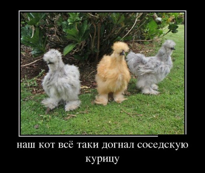 демотиваторы bisocnet