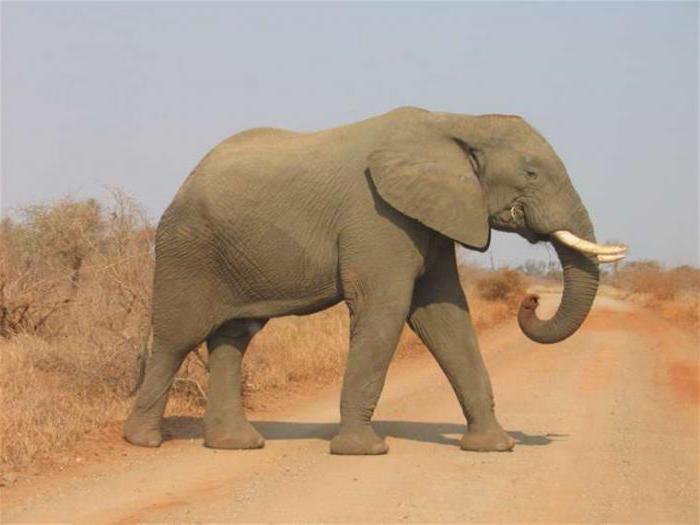 Сколько весит африканский слон: сравнения и факты