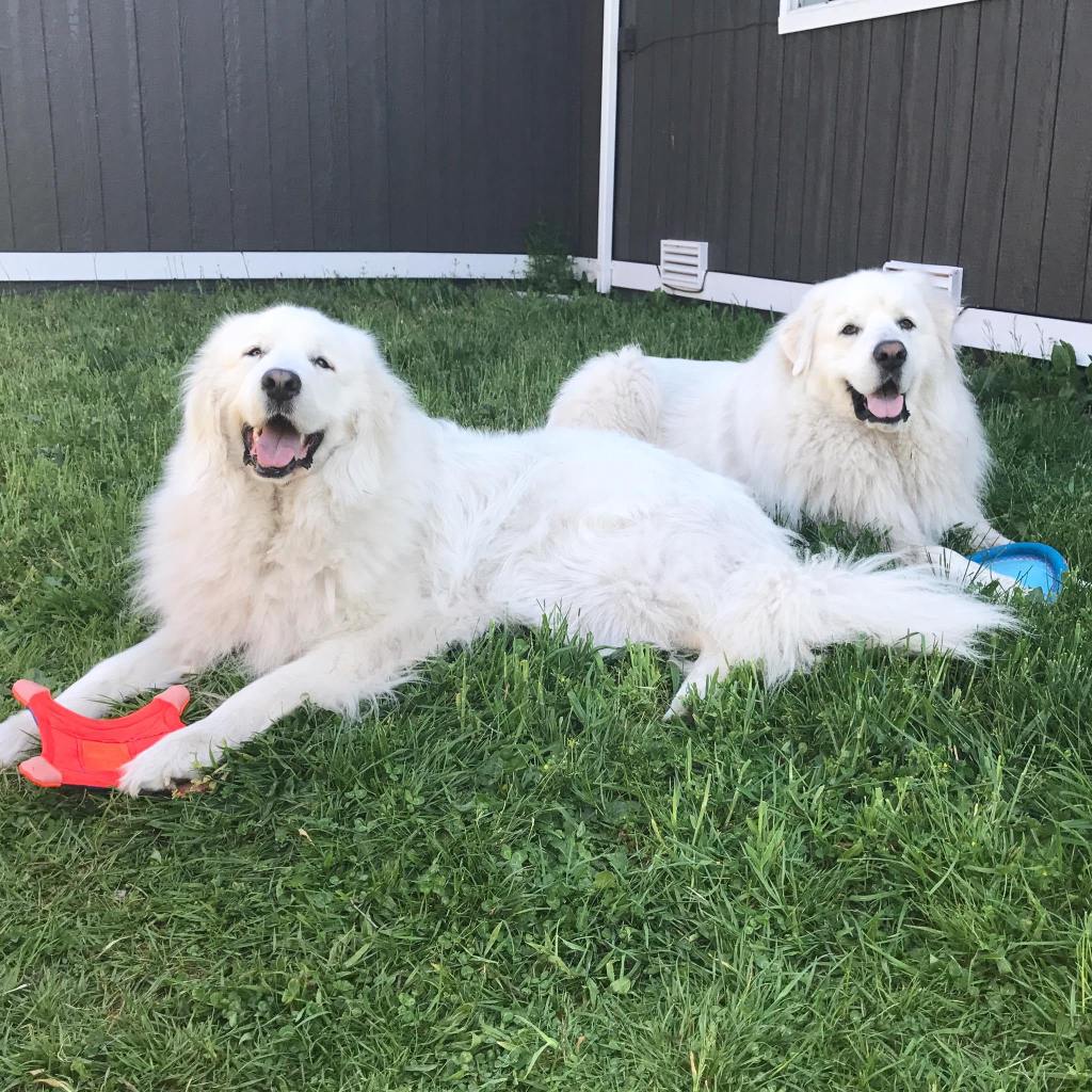 Great Pyrenees with toys