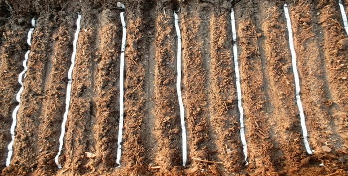 4 фактора скорости всхода моркови 4 фактора скорости всхода моркови советы