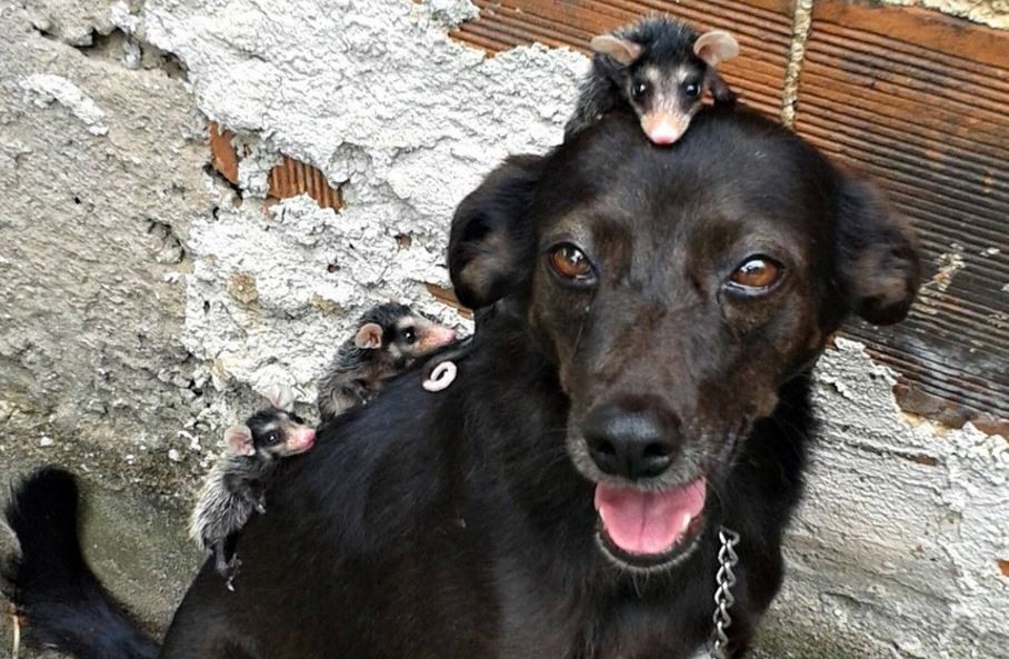 маленький опоссум 