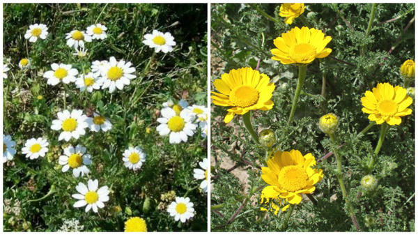 Анациклус булавовидный. Фото с сайта luirig.altervista.org. Анациклус лучистый. Фото с сайта floraofgibraltar.myspecies.info.