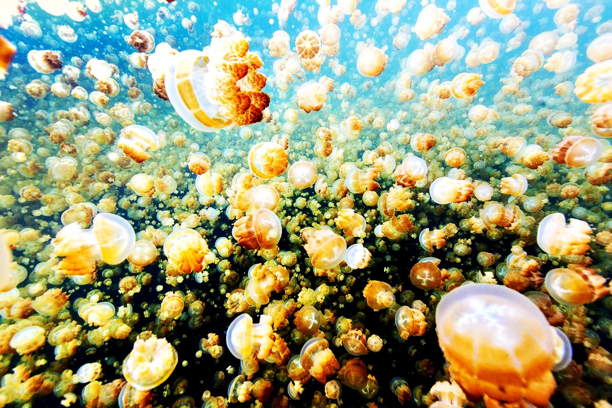 Озеро Медуз Palau. Мастерская природы. 10 самых красочных природных чудес света. Фото с сайта NewPix.ru