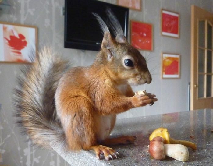 Животные, белка, позитив