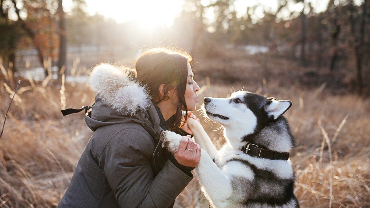 Почему собаки любят хозяев | sm-news.ru