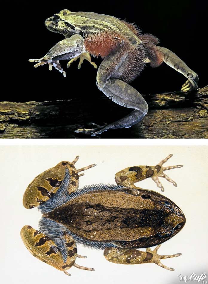 Список необычных видов лягушек: Trichobatrachus robustus