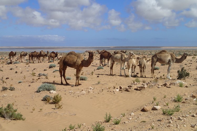 Дромадер — это одногорбый верблюд: описание животного, среда обитания