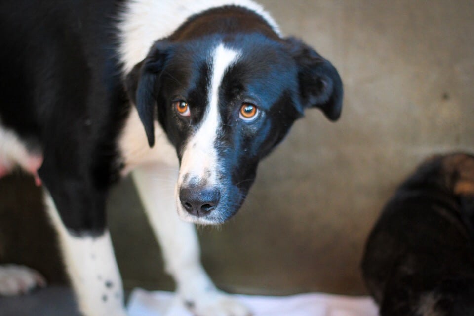 собака и щенки