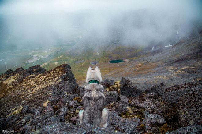 Сказочные хаски в фотографиях