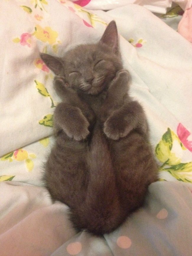 Милые животные, которые нашли свой личный рай