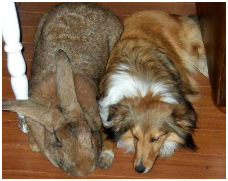 Самыми крупными кроликами являются представители породы Бельгийский великан (он же Фландер или Ризен). интересное, кролик, опасность, породы, факты