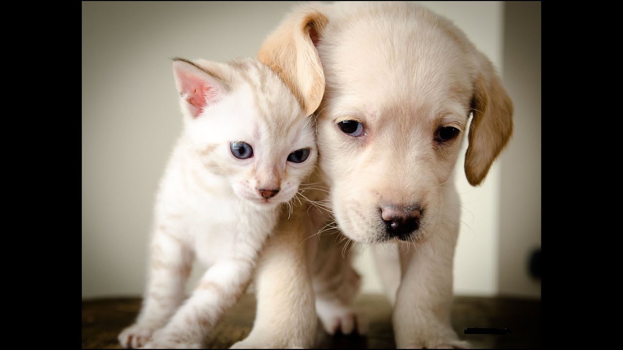 Говорящие коты и собаки. Щенок и котенок. Милые котята и щенки. Киски и собачки. Самые милые котята и щенки.