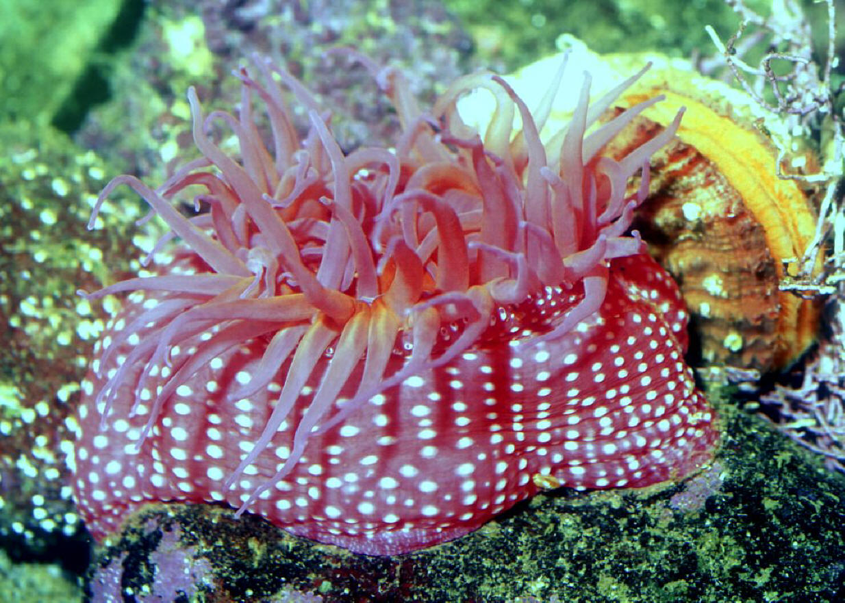 Морская анемона актиния
