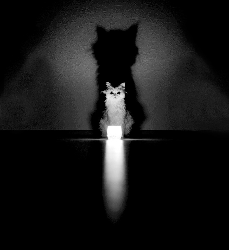 мистическая жизнь кошек в черно-белых фото