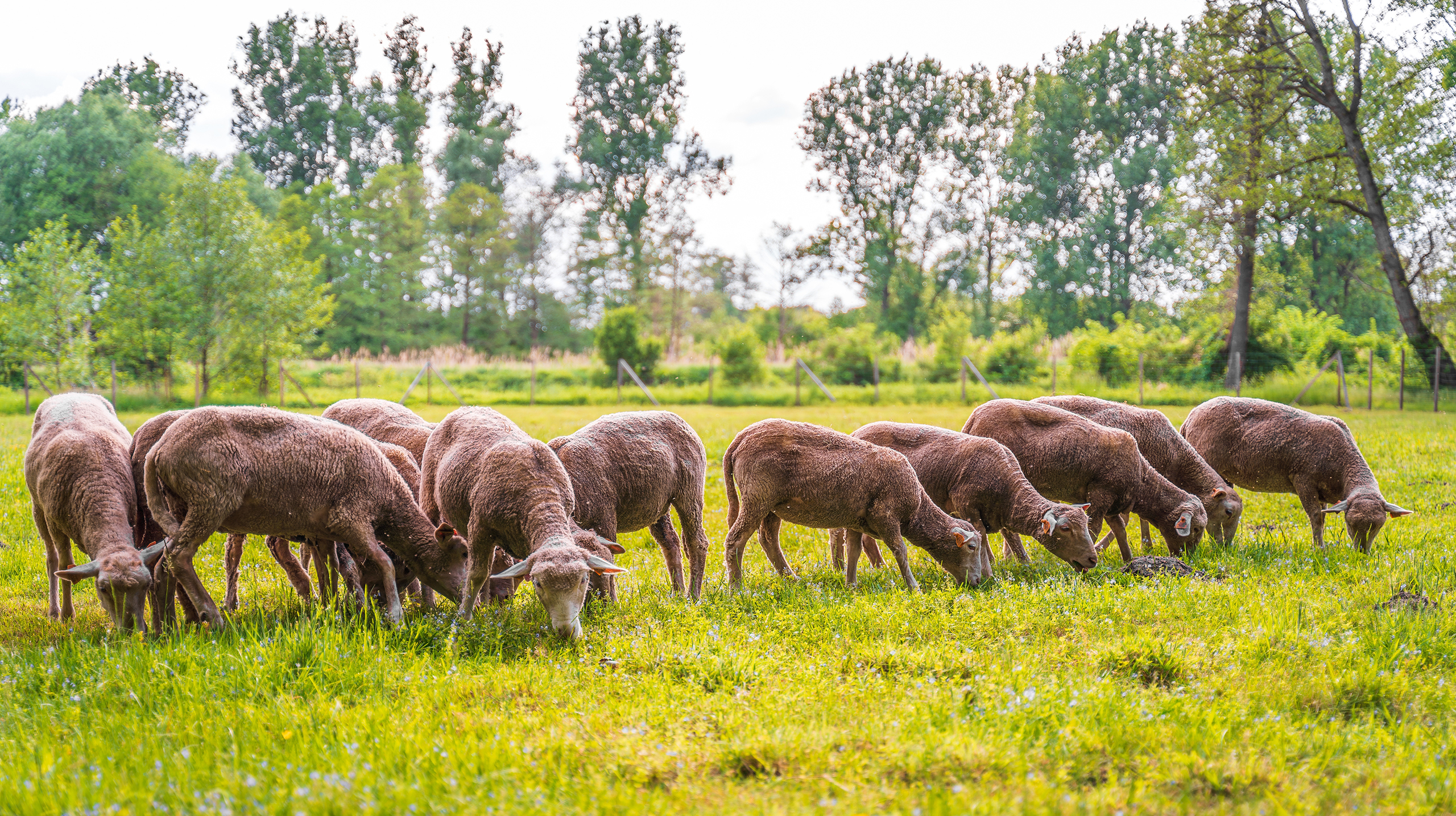 Вся правда об овцах: они вовсе не глупые и не просто стадные животные глаза, траву, позволяет, шерсть, после, рубец, этого, стадо, которая, вокруг, часов, голос, головы, безошибочно, расположены, часто, бокам, прямоугольные, видеть, примерно