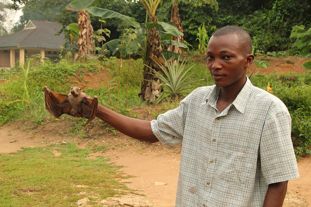 Молотоголовый крылан: Огромные летучие мыши с головами собак животные,интересное,природа